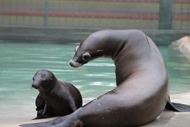 Six Flags Great Adventure Celebrates Birth of Two Sea Lion Pups